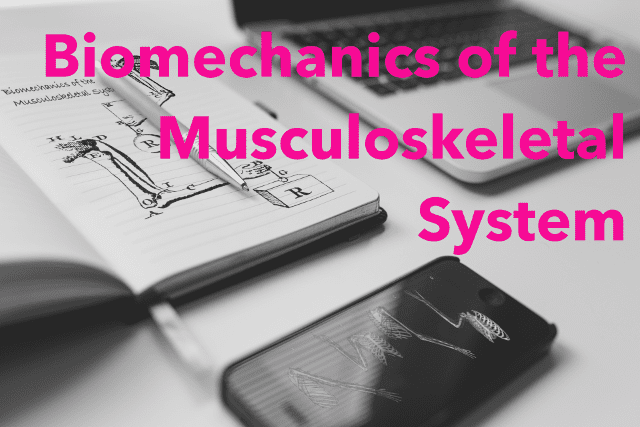 Biomechanics Musculoskeletal System 640px