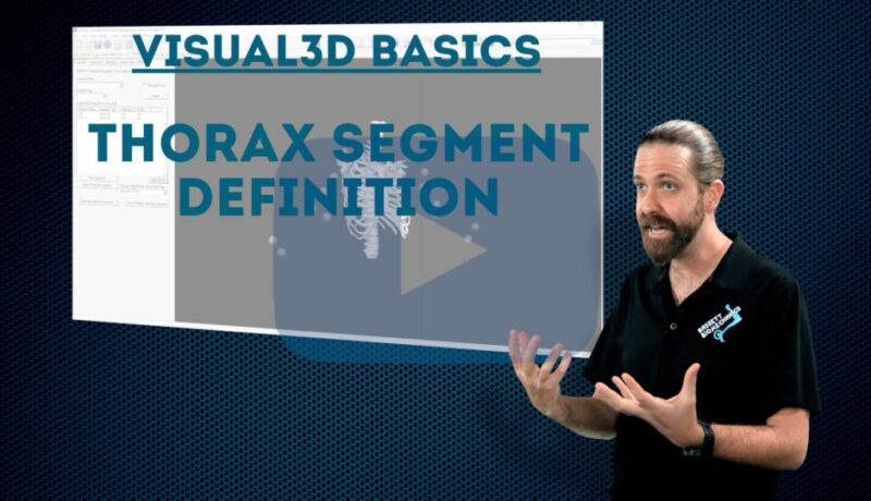 Thorax segment definition