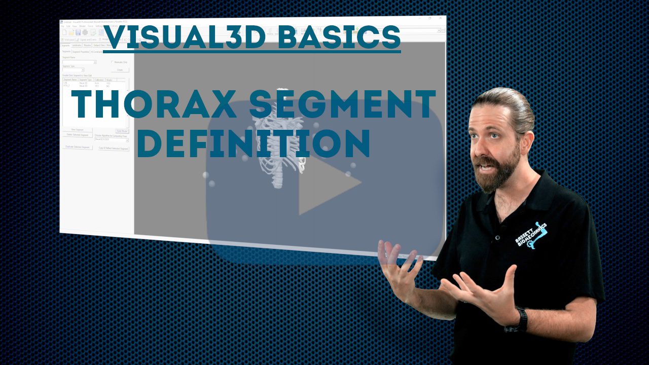 Thorax segment definition